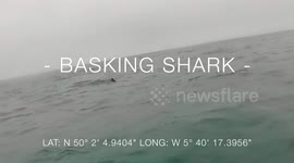 Basking Shark Cornwall