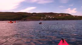 Basking shark comes within metres of school paddling trip
