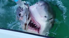 Close up of great white shark jaws