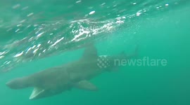 Huge basking shark swims with kayaker in Cornwall