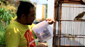 Example Of AnUnusual Friendship Between Birds AndHumans In Indonesia - 2