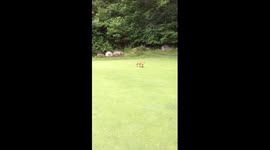 Fox Cub Steals Golf Ball