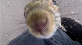 Curious squirrel climbs up photographer's leg for a selfie