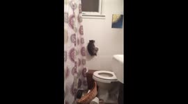 Lost baby raccoon falls through ceiling into bathroom