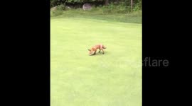 Fox cub steals golf ball
