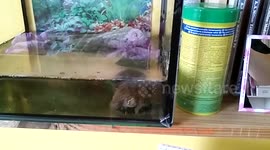 Super speedy turtle always runs