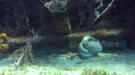 Octopus fends eel attack
