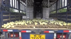 Thousands of chickens run onto motorway after lorry crash