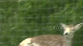 Newborn Fallow Deer first steps - June 2016