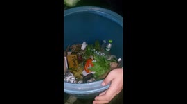 Abandoned kitten rescued from rubbish bin