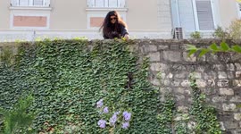 Couple help stuck kitten climb plant-covered wall to safety