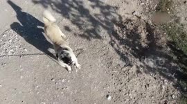 Climate change impacting Turkish Kangal dogs: expert