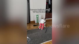 Cat fitted with two casts after surviving a seven-storey fall