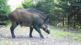 Russia: Wild Boar Skillfully Uses Powerful Snout To Find Truffles Underground