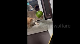 China: Cat Wearing A Watermelon Hat