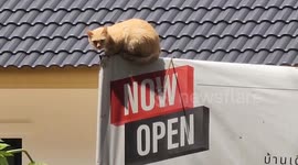 Volunteers rescue villagers and pets as flood surges into homes in northern Thailand