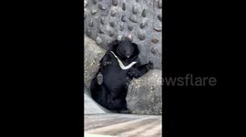 Chinese zoo accused of 'fattening up animals' after clips of overweight leopard and bear go viral