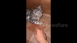 China: Owner Plays With Cat's Paw