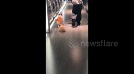 China: Dog daggs a puppy along