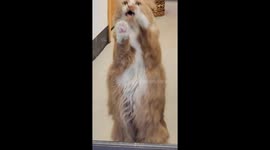 Dancing Kitty