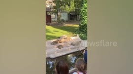 Sleepy capybara loses its balance and falls into pond while stretching
