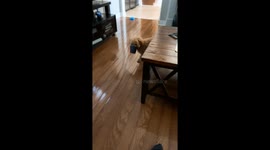 Just a Puppy Doing Puppy Things