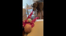 Gentle Dog Just Wants Her Socks