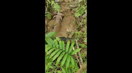 Lost Buffalo Rescued From Water Well