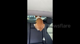 China: Corgi Looking Outside the Car Eagerly