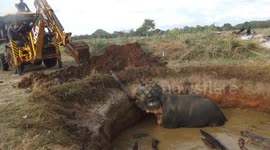 rescue a wild elephant from the water sri lanka