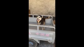 A Turtle Bit A Husky’s Tongue