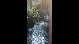 Four monitor lizards wrestle in dirty canal