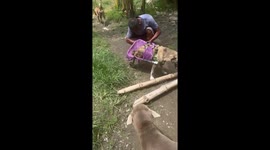 Disabled dog damages his wheelchair while speeding around farm