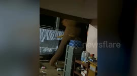 Wild elephant causes carnage as it raids villager's home