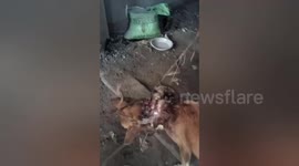 Dog with horrific maggot-infested wound rescued after tin can had got trapped around neck