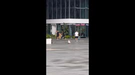 Pet dog rides skateboard to chase after its owner