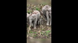 Wild Asian elephant herd welcomes new baby in China's Yunnan