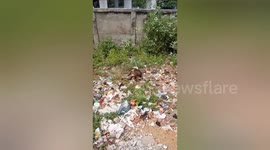 Mother cow lying unconscious in heap of rubbish is rescued in central India