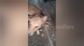Animal rescuers remove tin stuck around dog's neck in India