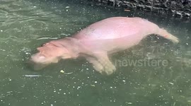 Hippo is the picture of relaxation just chilling in the cool water