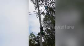 Terrified farm worker stuck on tree while hunting wasps
