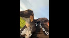 Cow chases person with calf
