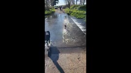 Dogs playfully splash in stream, smaller dog takes a tumble