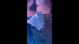 Stingray smiles as it interacts with aquarium visitors