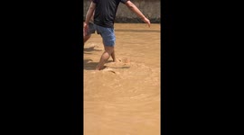 Locals catch escaped koi carp swimming through floods in Thailand