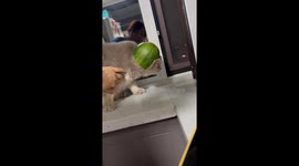 Cat wears watermelon hat while looking out of window