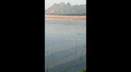 Thousands of fish jump out of the water