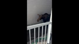 Moose Munches On Crunchy New Tree