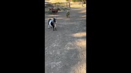 Goat Gets Weedy Wig