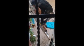Neighbor rescues their dog from flood in Acapulco